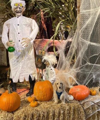 chelsea halloween