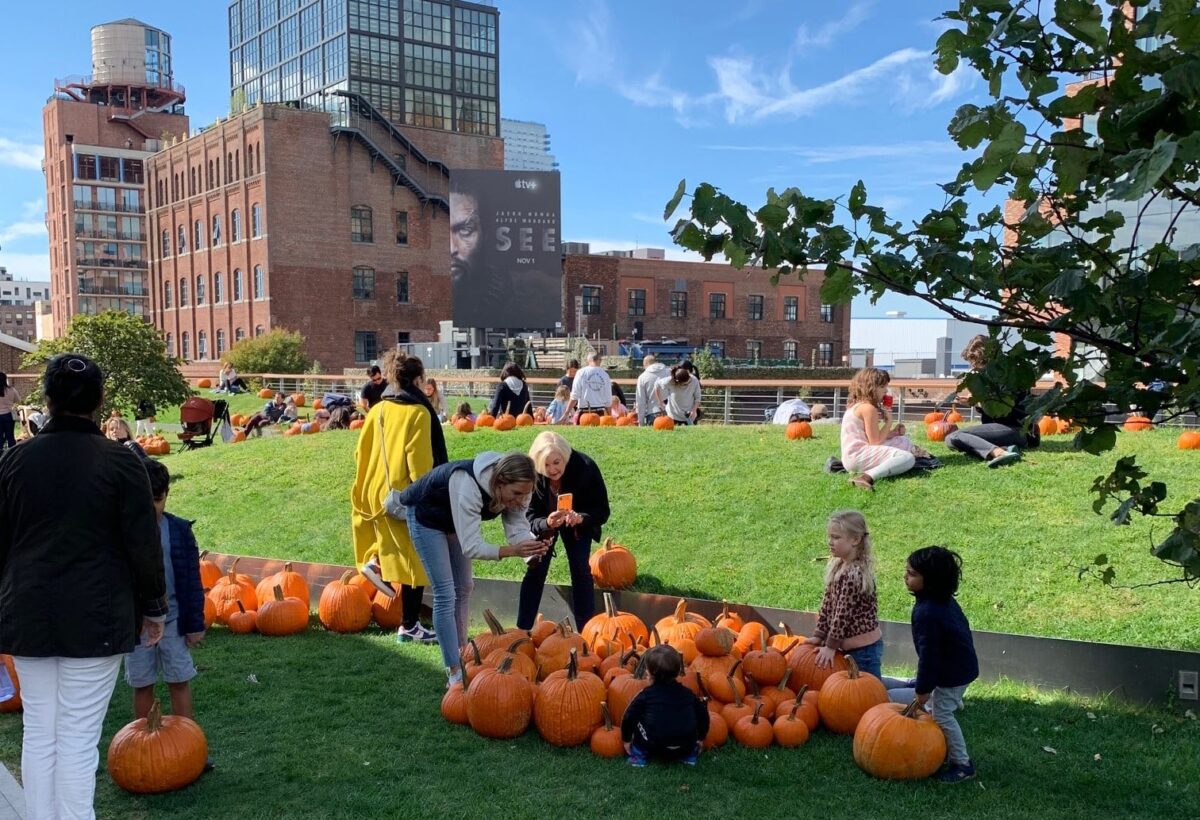 william vale pumpkin patch