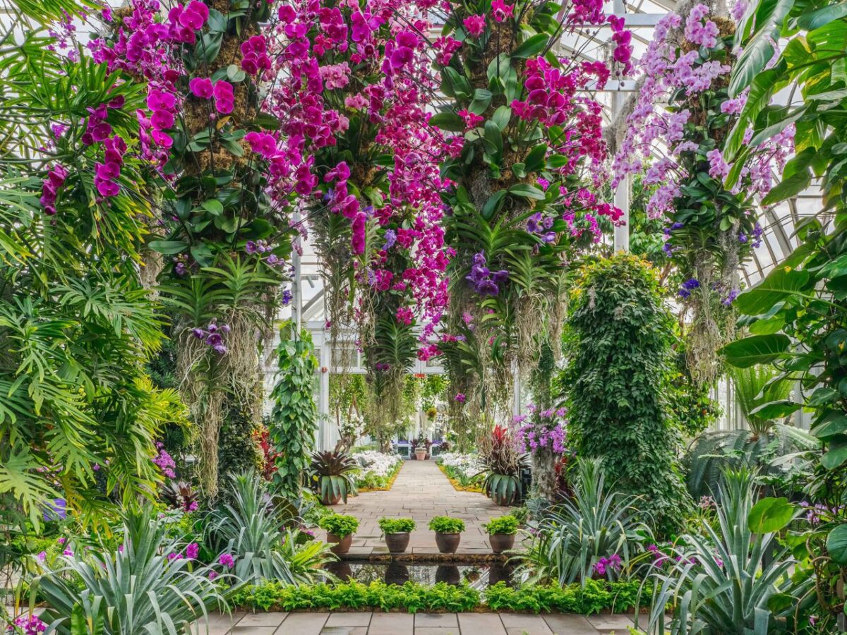 orchid show nybg