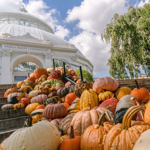 fall-o-ween