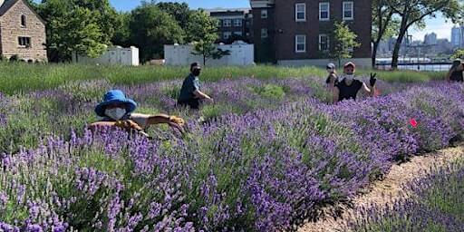 NYC Lavender Festival 2024